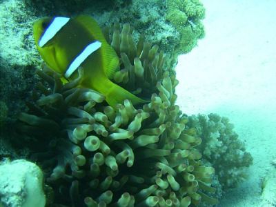 rotmeer-anemonenfisch