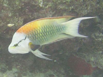 stlpmaul-lippfisch