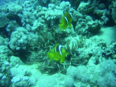 rotmeer-anemonenfische