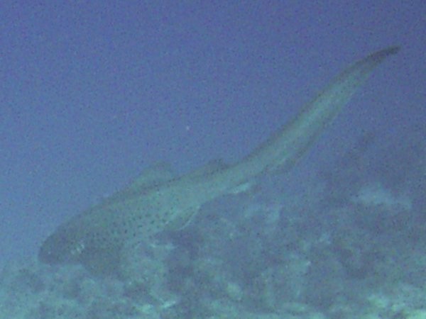 leopardenhai